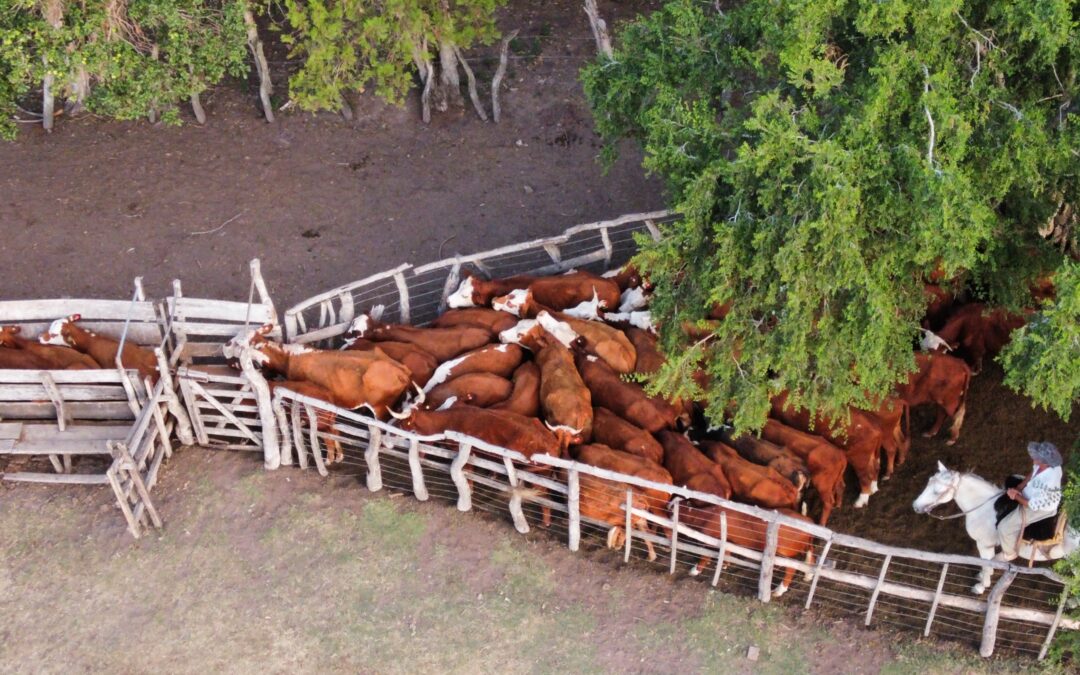 Alfredo Montiel Barbará: “La ganadería genera trabajo y arraiga a la gente”